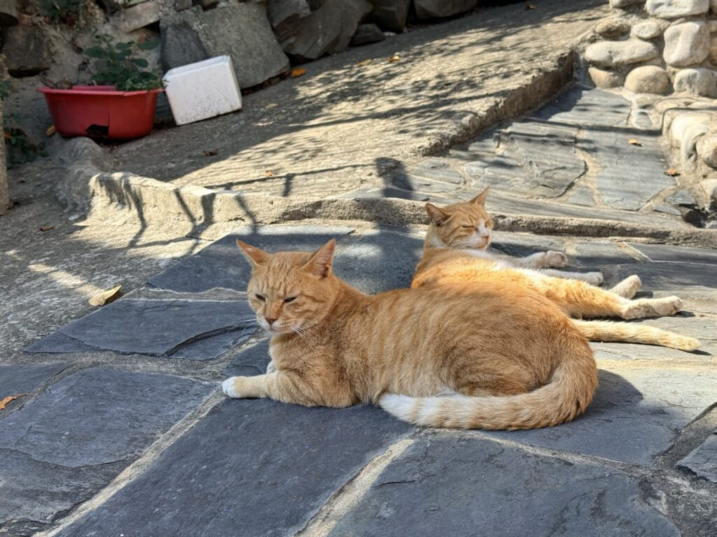 甘川文化村の猫ちゃん